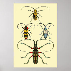 Poster Coleção de Insetos do Beetle
