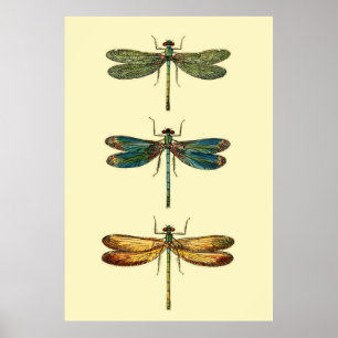 Póster Coleção de Insetos Dragonfly