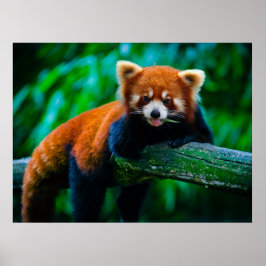 Poster Coleção de Pôsteres Predadores da Majestade Selvag