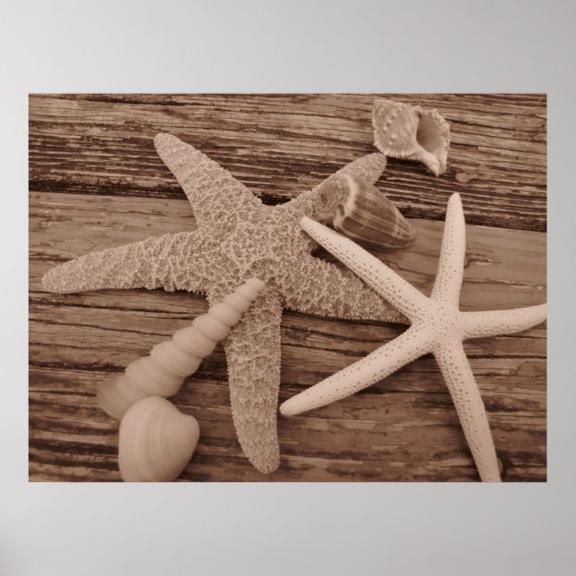 Poster Coleção de Shell (Frente)