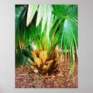 Póster Coleção IMG_0296palm tree , fair child tropical
