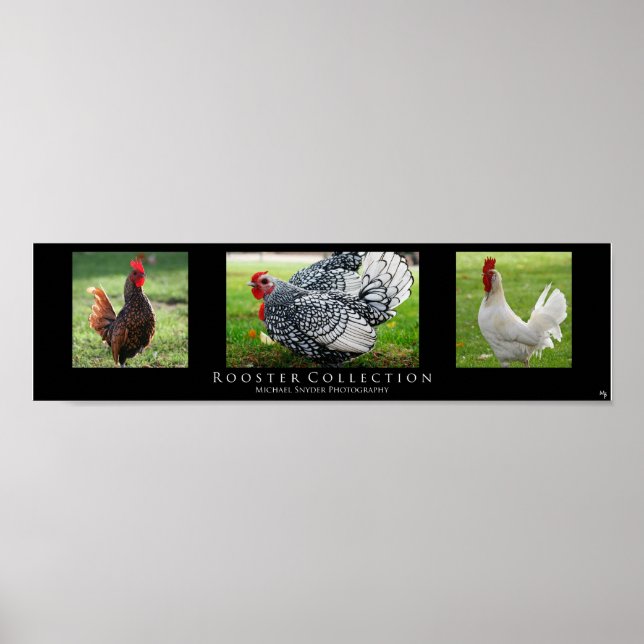 Poster "Coleção Rooster", Preto (Frente)