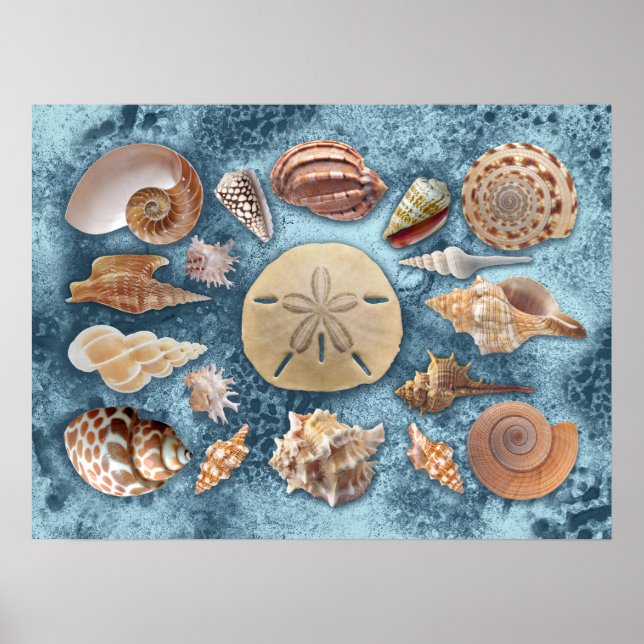 Poster Coleção Seashells (Frente)