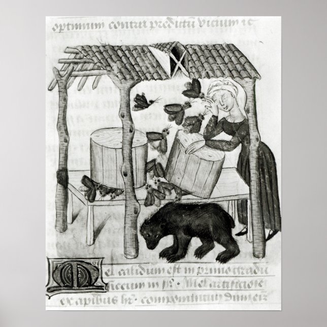 Poster Coletar Mel (Frente)