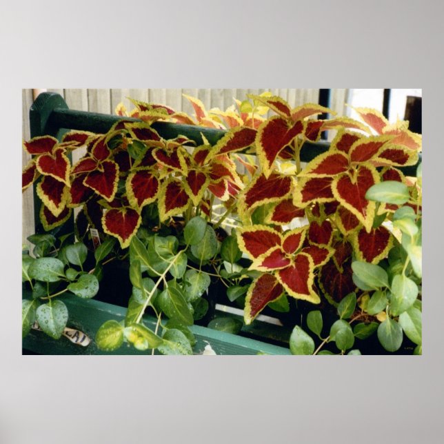 Póster Coleus em Flor (Frente)