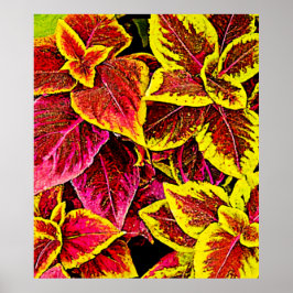 Poster Coleus Leaf Burst Design