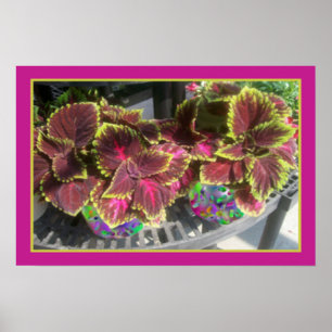 Póster Coleus Plant