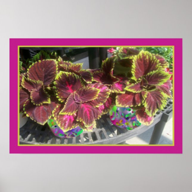 Póster Coleus Plant (Frente)