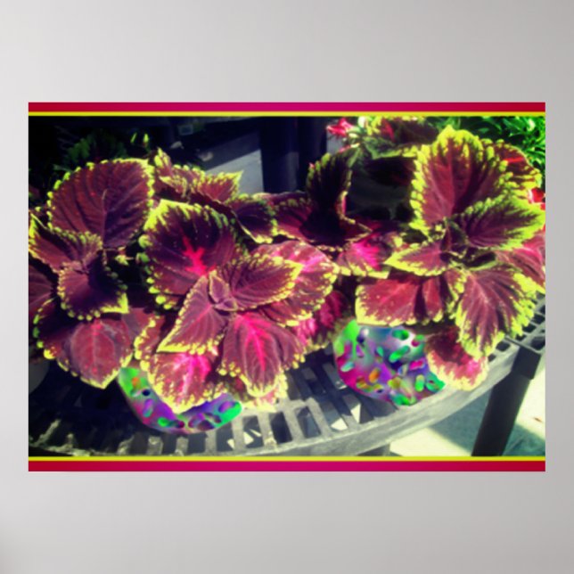 Poster Coleus Plant (Frente)