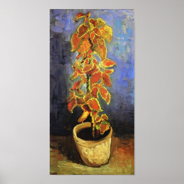 Poster Coleus Plant em uma floreira Van Gogh Fine Art (Frente)