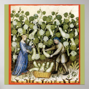 POSTER COLHEITA ANTIQUICA ESQUASH