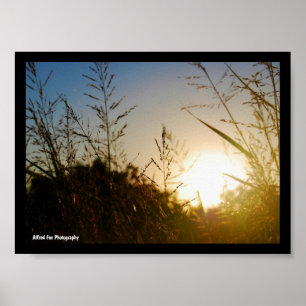 Poster Colheita ao Nascer do Sol