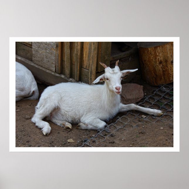 Póster Colheita de Cabra Branca (Frente)