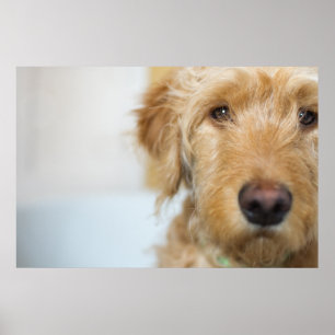 Poster Colheita de Cachorro