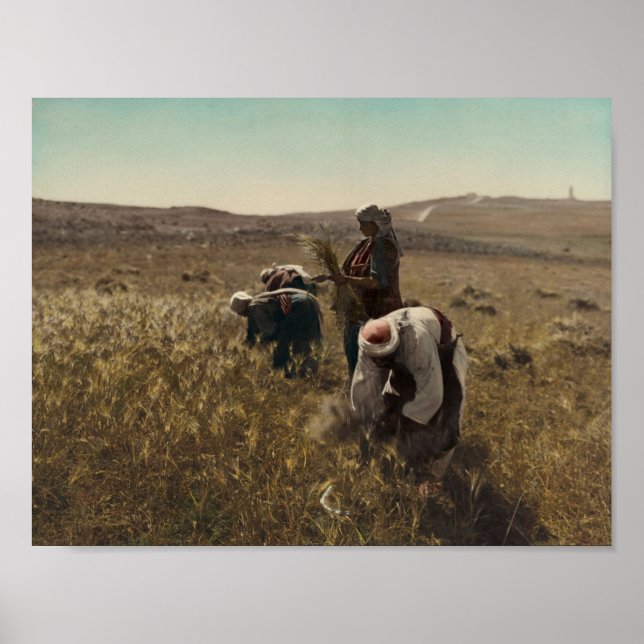 Poster Colheita de cevada colhida nos campos de Belém (Frente)