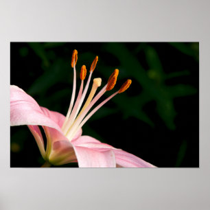 Poster Colheita de Lily Asiática Rosa
