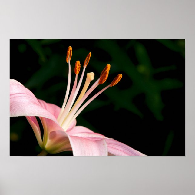 Poster Colheita de Lily Asiática Rosa (Frente)