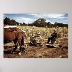 Póster Colheita de Milho: 1940