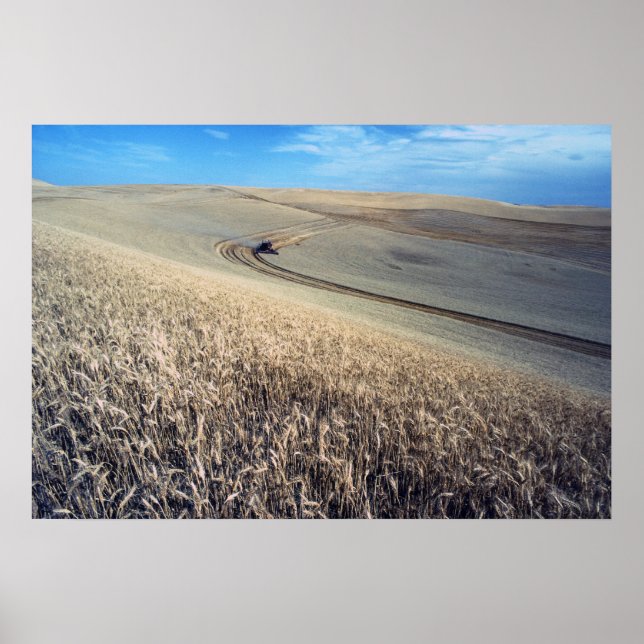 Póster Colheita de trigo (Frente)