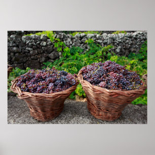 Poster Colheita de uvas