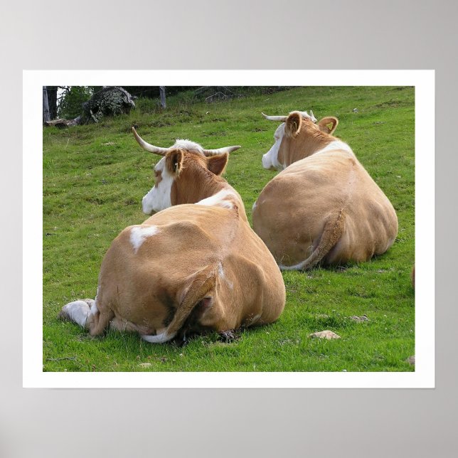 Poster Colheita de Vacas na Pastagem (Frente)