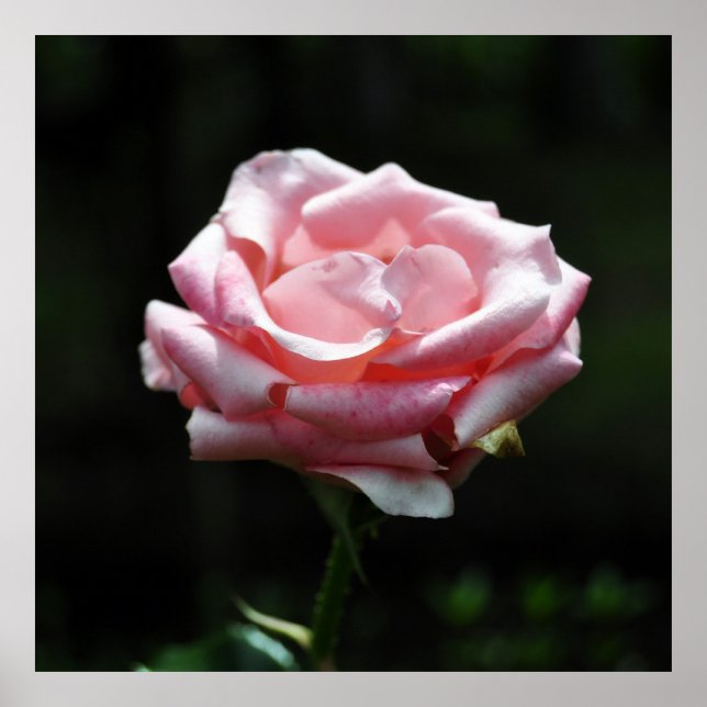 Póster Colheita Rosa Rosa Rosa Rosa Rosa (Frente)