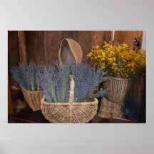 Colheita Rústica de Lavanda