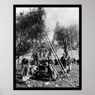 Póster Colheita verde-oliva Palestina 1886