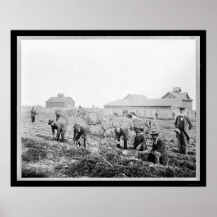 Póster Colhendo batatas na universidade 1900 de Claflin