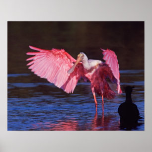 Poster Colhereiro Americano (Ajaia ajaja) com Cormorão