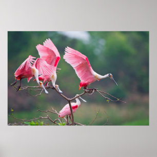 Poster Colhereiros Rosados (Ajaia Ajaja) Pousando