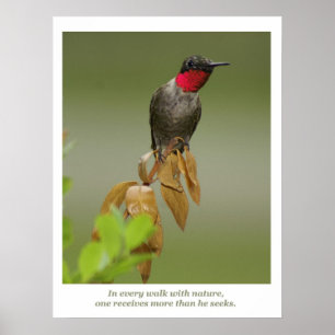 Póster Colibri