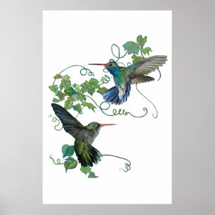 Póster Colibri