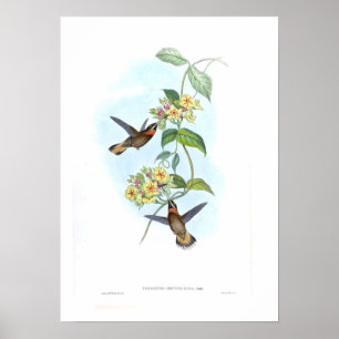 Póster Colibri