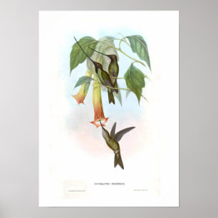 Póster Colibri