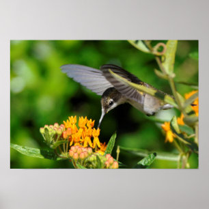 Póster Colibri com fome