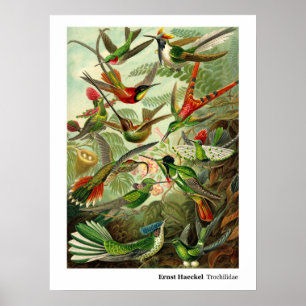 Poster Colibri do Trochilidae de Ernst Haeckel