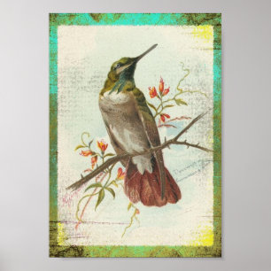 Póster Colibri do vintage