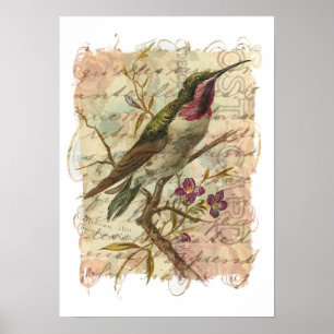 Póster Colibri do vintage