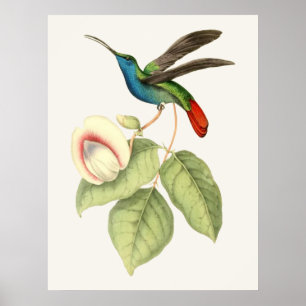 Póster Colibri e flor