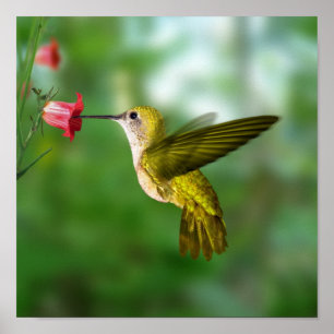 Póster Colibri em vôo