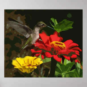 Póster Colibri em Zinnias