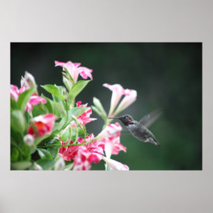 Póster colibri no mandevilla