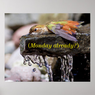 Póster Colibri que coloca na água