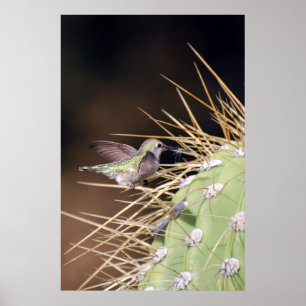 Poster Colibri que recolhe o material do ninho