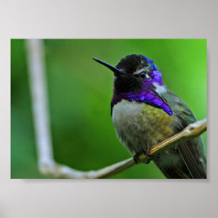 Póster Colibri roxo
