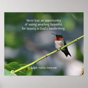 Poster colibri Rubi-throated