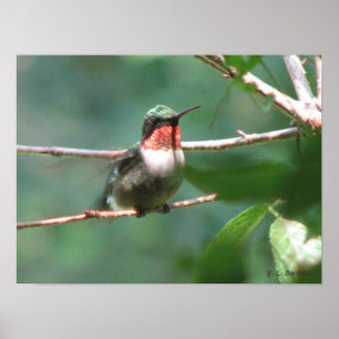 Poster colibri Rubi-throated após a perseguição