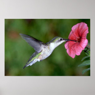 Póster colibri Rubi-throated (fêmea) com petúnia