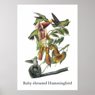 Póster colibri Rubi-throated, John Audubon